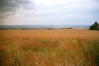 Getreidefelder im Weinviertel