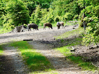 Freilaufende Wildschweine bei Oberwintersbach