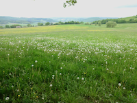 Aussicht bei Schlüchtern-Hohenzell