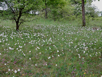 Vegetation des Trockenrasens