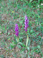 Orchideen - Knabenkraut