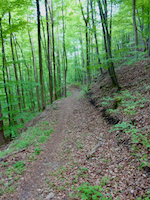 Spessartbogen am Hang des Ahlersbachs