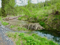 Willingsgrundweiher - Bieberburg
