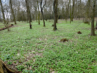 Bärlauch in der Erftaue bei Neuss