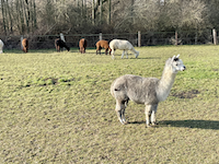 Alpakas in Meerbusch-Bösinghoven