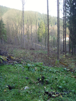 Ungesunder Wald