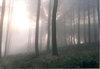 Wald an der Ruhr