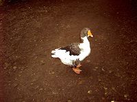 Hilscherweiher - Ente
