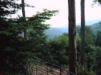 Pfälzer Wald - 111 KB