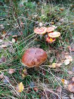 Pilze auf dem Hunsrück