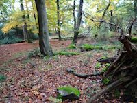 Ringkopf - keltische Ringwallanlage