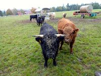 Sargtischler in Allenach