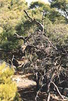 Herrlicher alter Wald