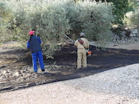 Amposta, Olivenernte