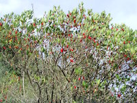 Erdbeerbaum mit Früchten