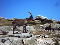 Sierra de Gredos, Steinböcke