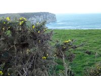 Kreidefelsen bei Etretat