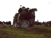 Felsen auf der 
												Chartreuse