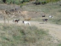 Westmakedonien bei Livadero 
              176 KB