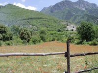 Blumenwiese am Monte Pollino