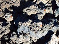 Marienkäfer am Ätna