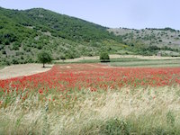 Mohnfeld bei Montesano sulla Marcellana