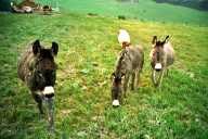 Zaung&auml;ste, 54 KB