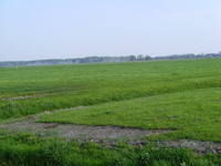 Weiden bei Winsum
