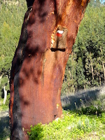 Korkeiche und Markierung